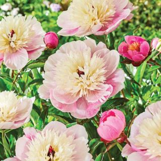 Raspberry Cream Cheese Peony Thumbnail